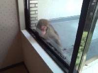 🐵@@q@🐒